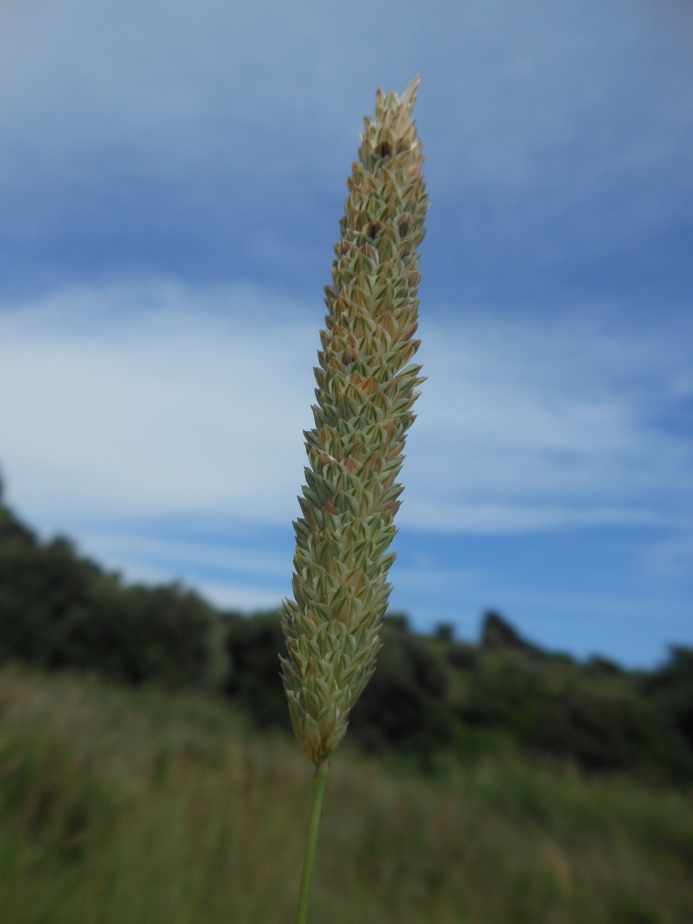 Phalaris truncata / Scagliola troncata